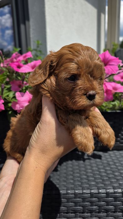 Cavapoo suczka Hodowla Issa OSPiKR - badania rodziców