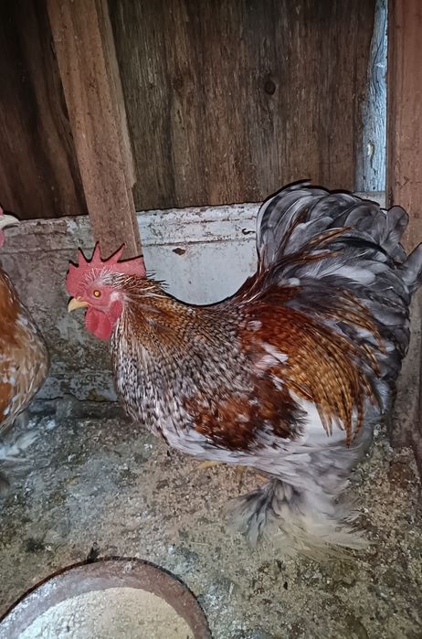 Galos Pekin Várias Cores