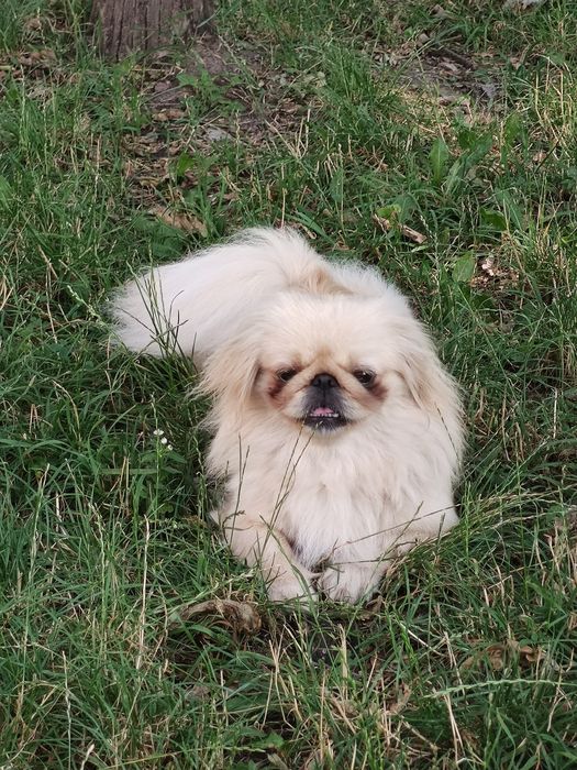 Вязка шукаємо кавалера