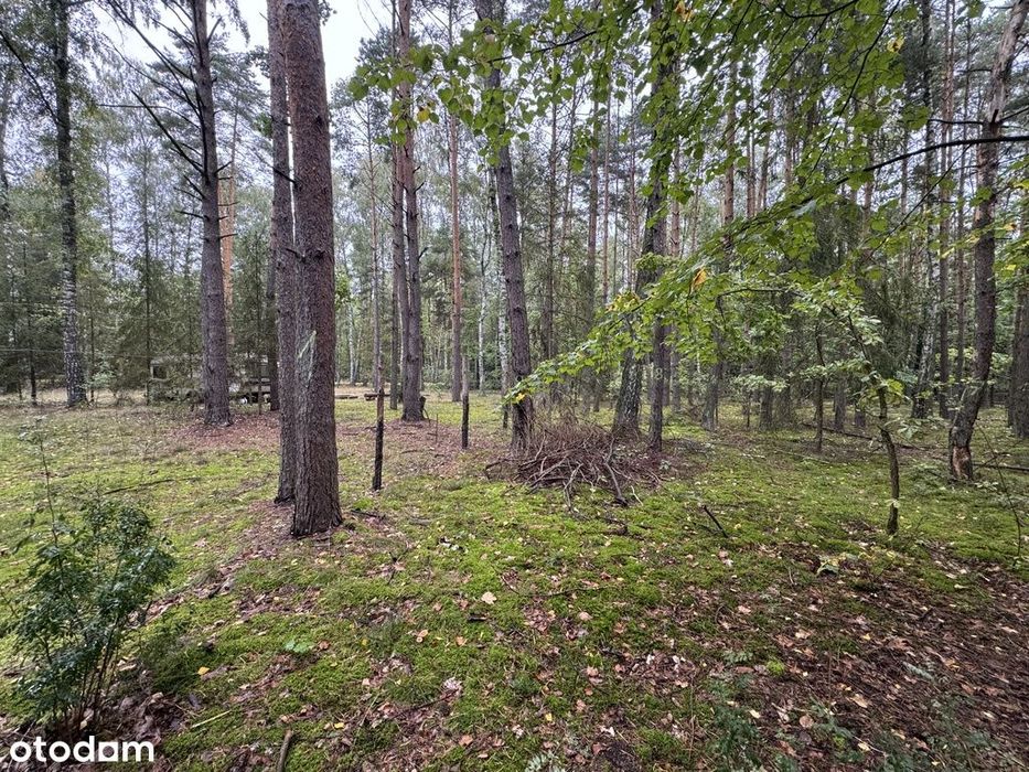 Twoje prywatne grzyby Działka 1993 m² Nowy Adamów - Widok 5