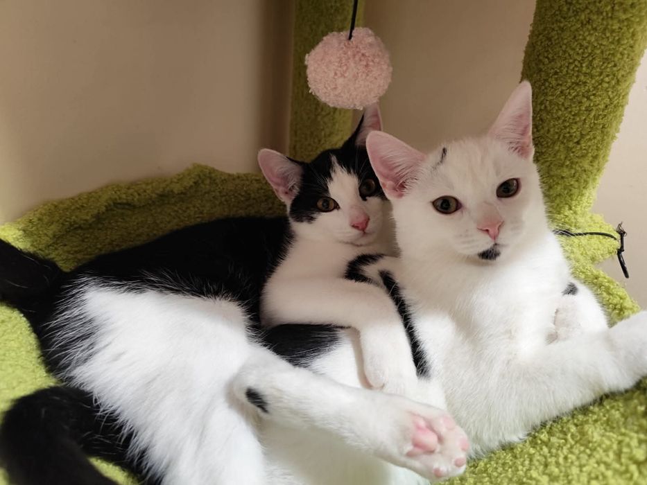 Cudowne rodzeństwo szuka wspólnego domu