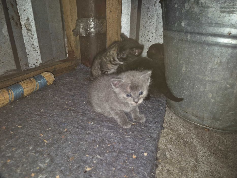 Кошенята в добрі руки
