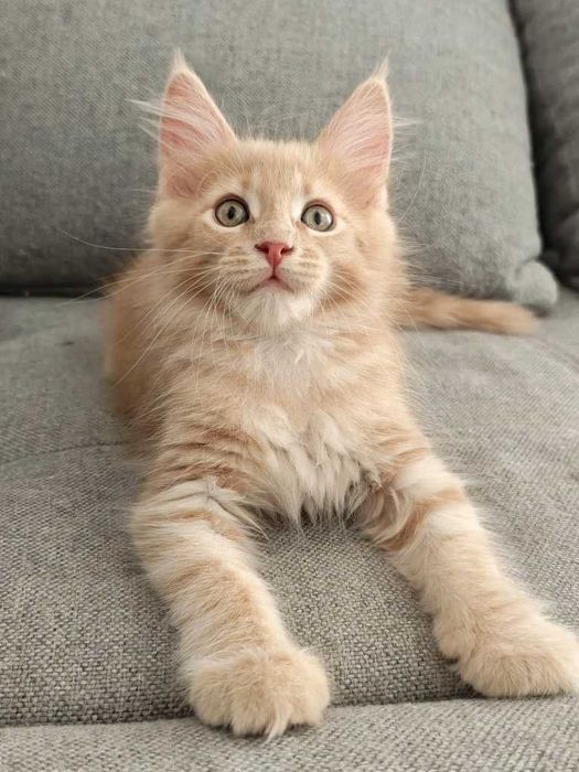 Maine coon koteczka Triana