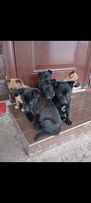 Віддам в добрі Руки Цуценят