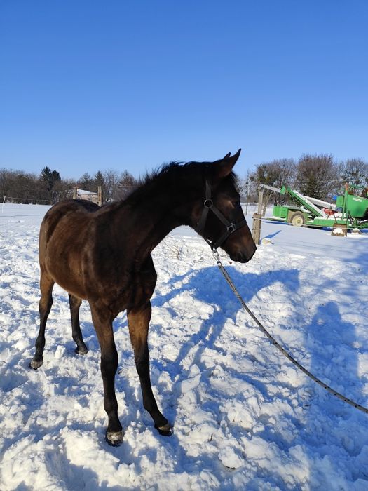 Źrebica małopolska