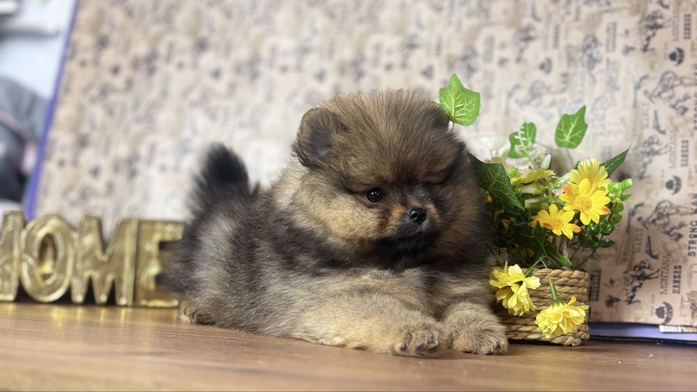 Щикарна дівчинка померанського шпіца