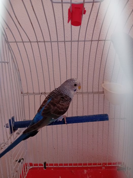 Para ceder  aves