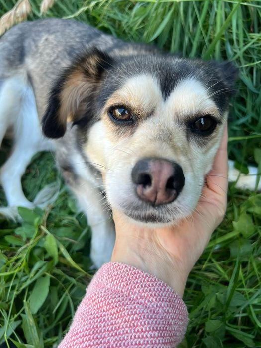 Urocza sunia Leia szuka domku