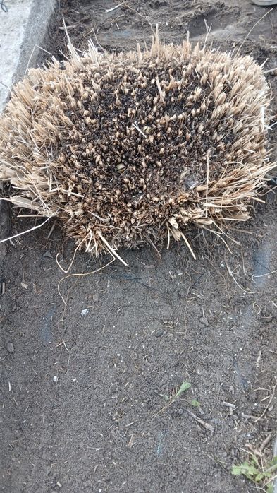Trawa rozplenica