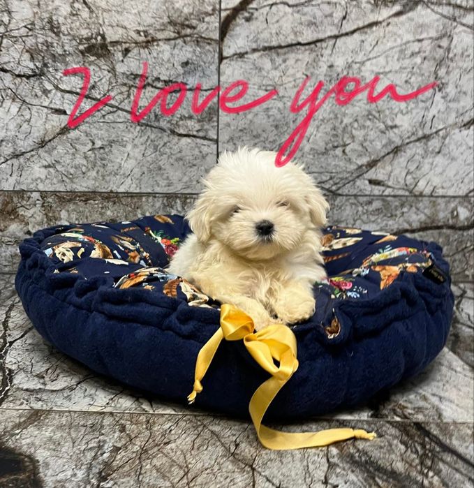 Maltańczyk sunia typ koreański laleczka metryka czip