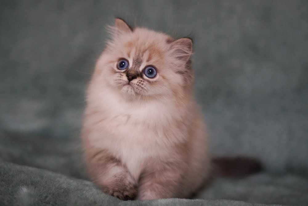 Шикарна ШОУ дівчинка Зумба з документами