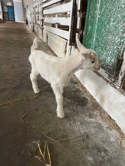 Козы  высокоудойные