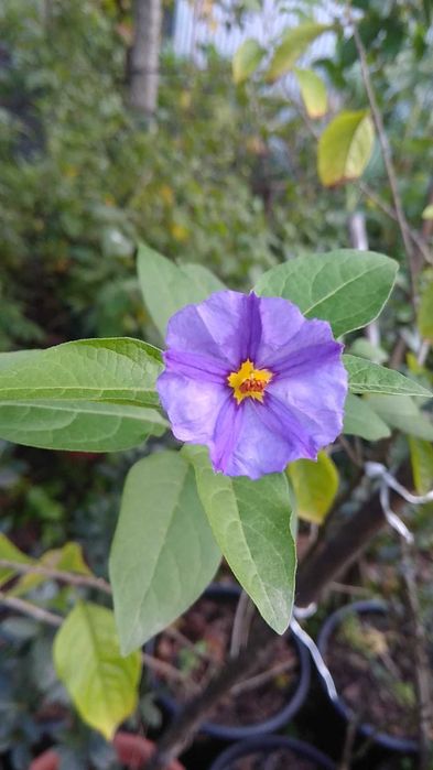 Plantas para o seu jardim