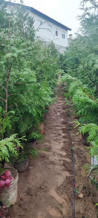 Cupressus leylandii / tuia / oliveiras