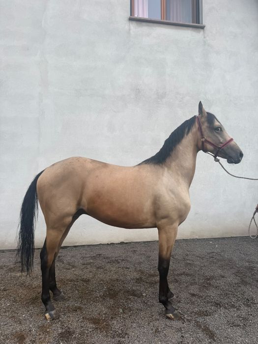 Bułany Wałach (145cm)