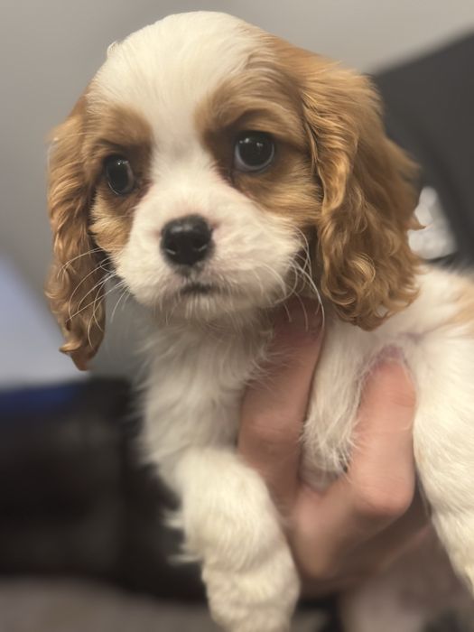 Cavalier king charles spaniel rodowod fci/ zkwp juz do odbioru