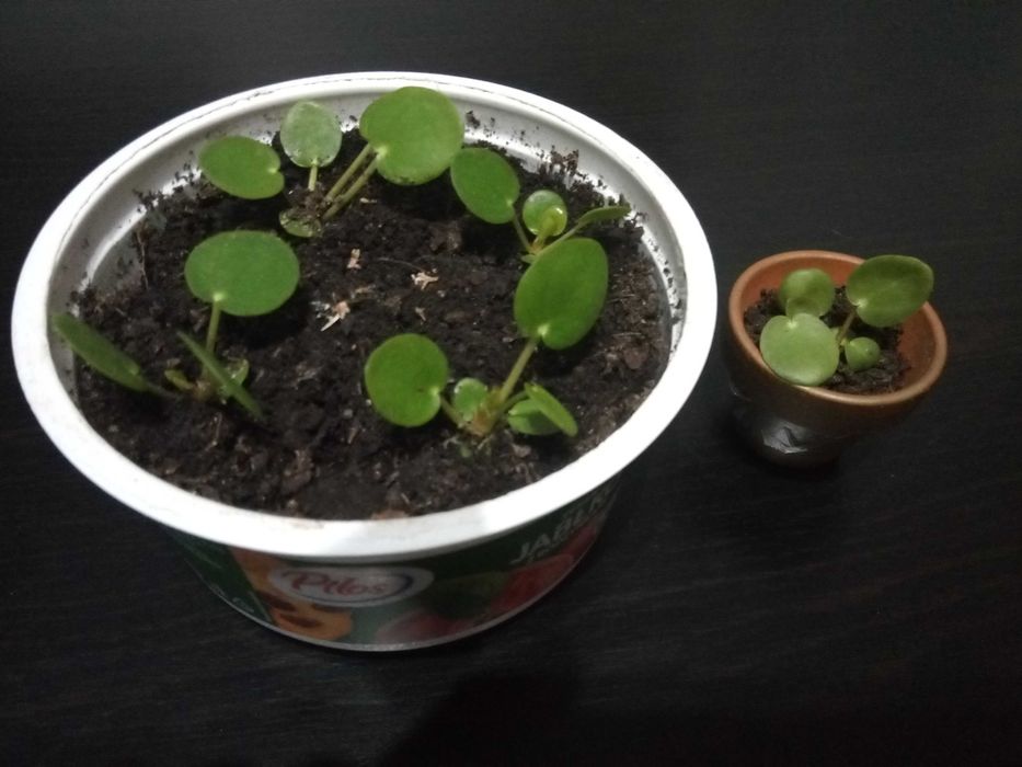 Pilea, tzw. pieniążek, roślina ozdobna, sadzonki