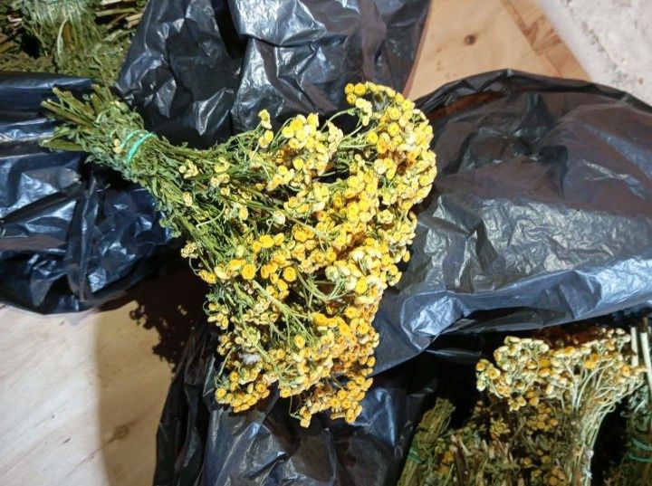 Пижма, материнка, чистотіл, в пучках меліса аір тисячолисник  душиця