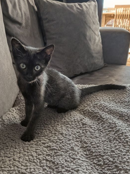 Preciso de uma família! Gata para adoção 2 meses