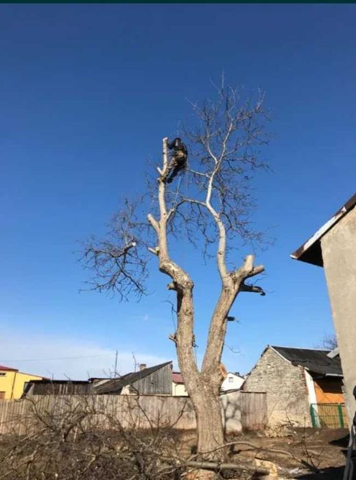 Wycinka drzew, prace alpinistyczne, czyszczenie działek.