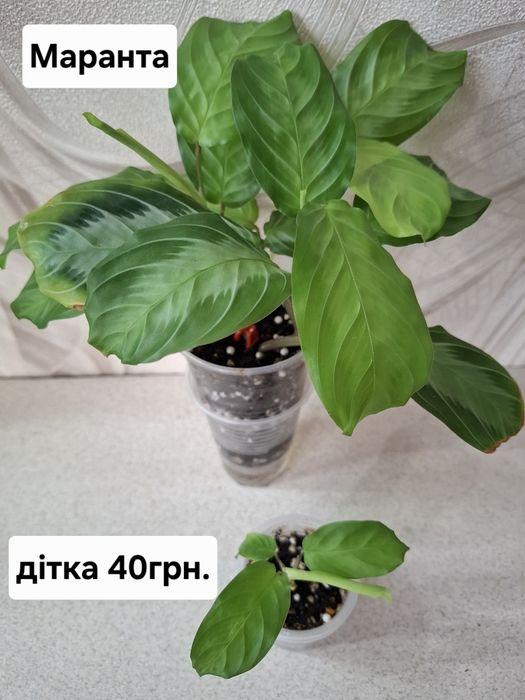 Рослини кімнатні