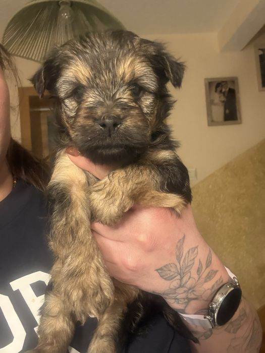 Sunia po mamie york ! Oddam calkowicie za darmo !