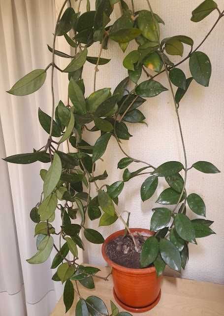 Trepadeira flor-de-cera com 2 pés e vários metros