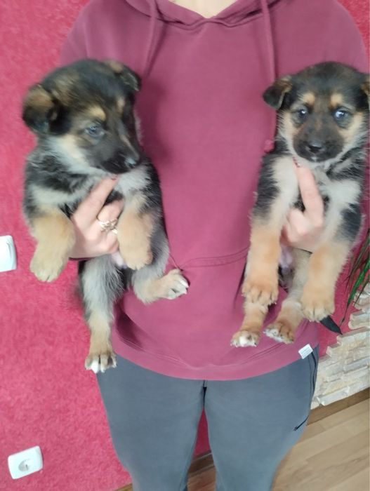 Продам цуценят Німецької вівчарки