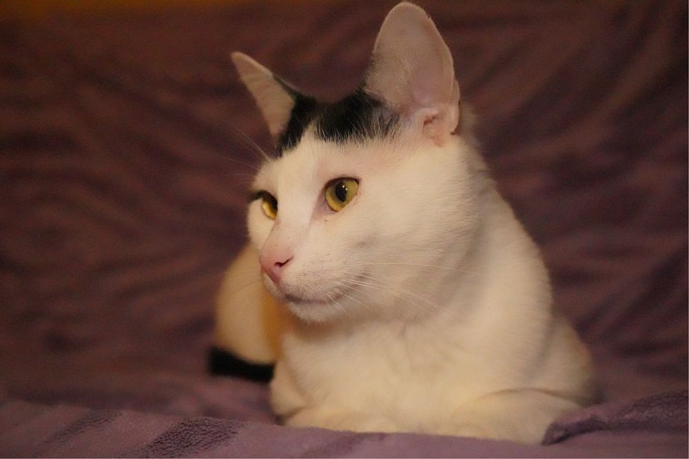 Cudowny Orzeszek do adopcji !