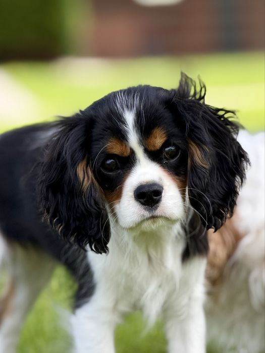 Cavalier King Charles Spaniel
