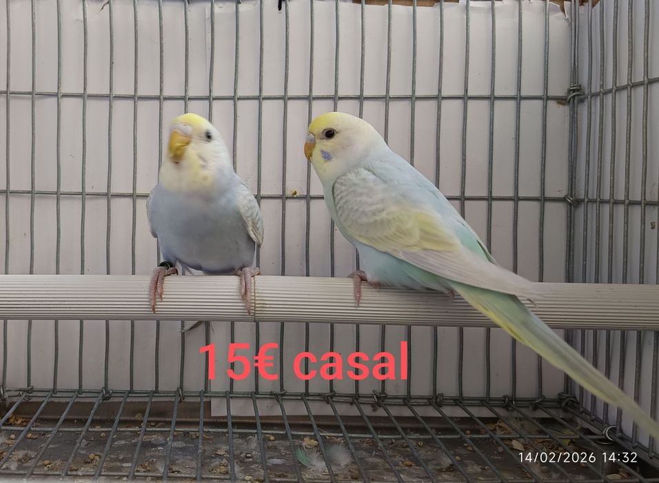 Periquitos arco-íris