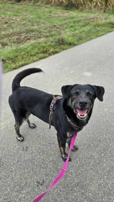 Młodziutki piesek Potter