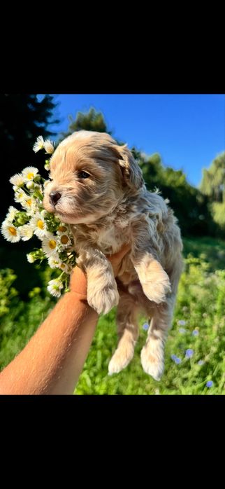 Мальтіпу дівчатка