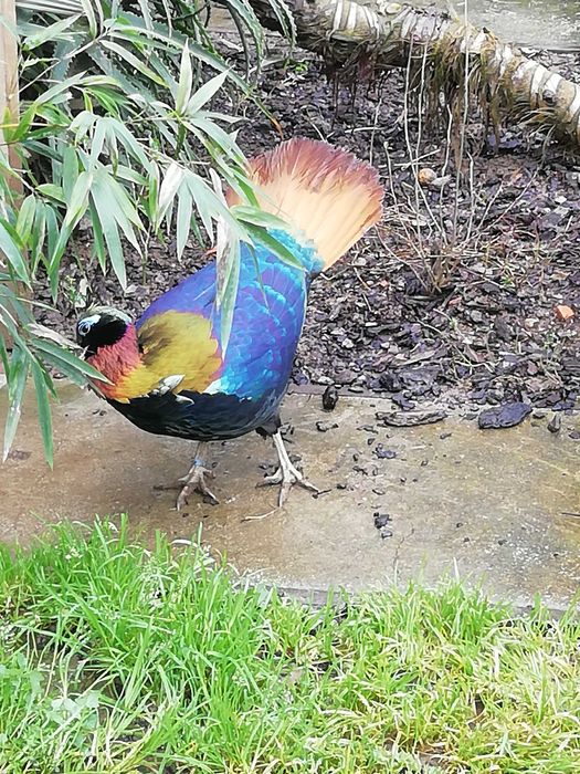 Casal faisões Monal dos Himalaias