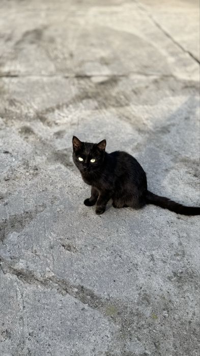 Котики у добрі руки