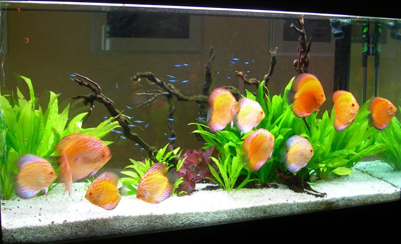 Акваріум JUWEL Rio 125 новий