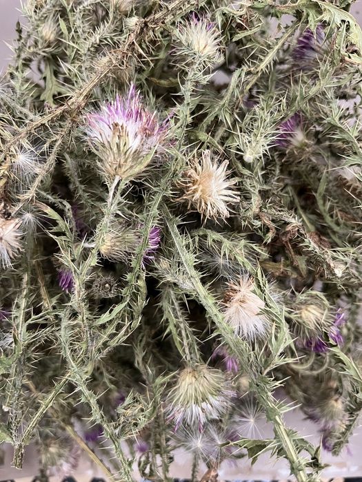 Татарник onopordum