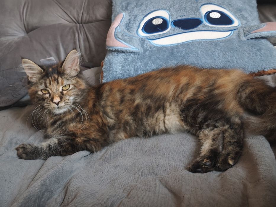 Kotka Maine Coon