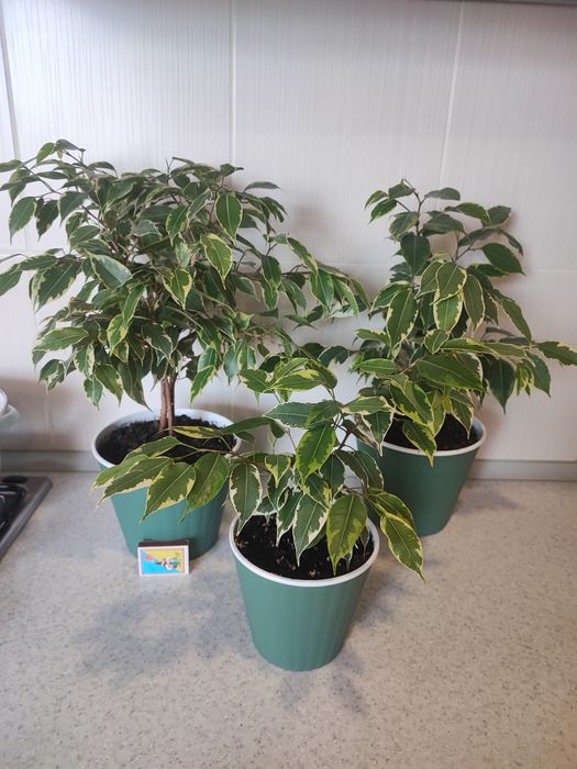 Продам фикусы "Кинки".