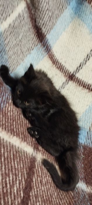 Кошечки Котики Комочки щастья