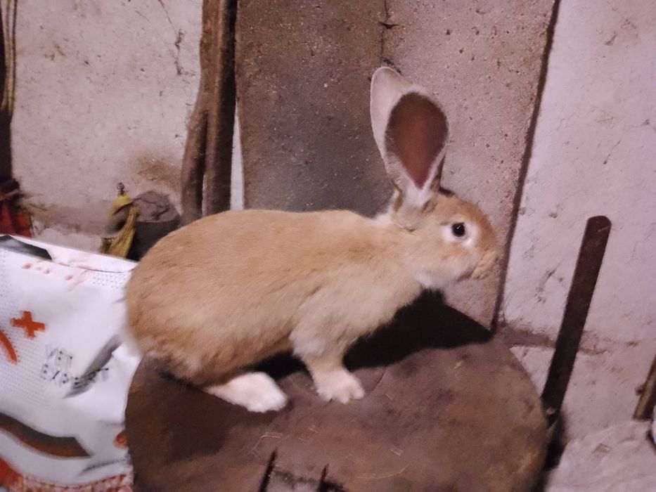 Królik króliki samiec 2025r.