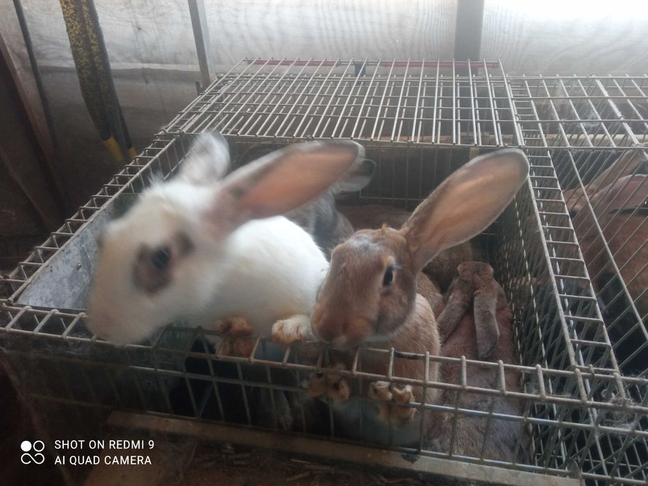 Coelhos criados com verduras e cereais