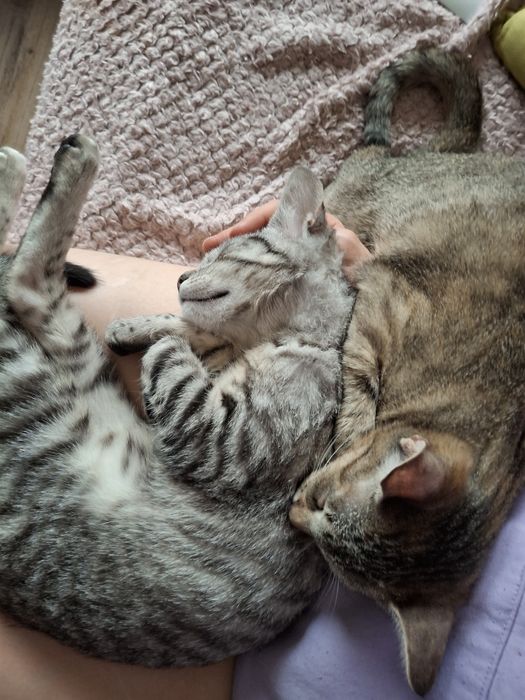 2 kochane przytulaśne kotki do adopcji