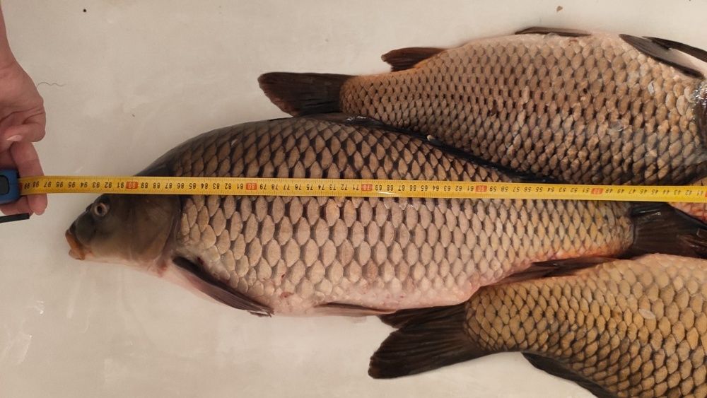 GPS 3-2-1-бункерный модернизированный скоростной кораблик карповый