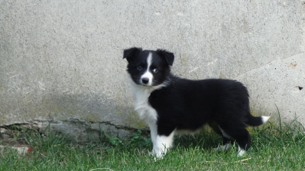 Border collie śliczna suczka
