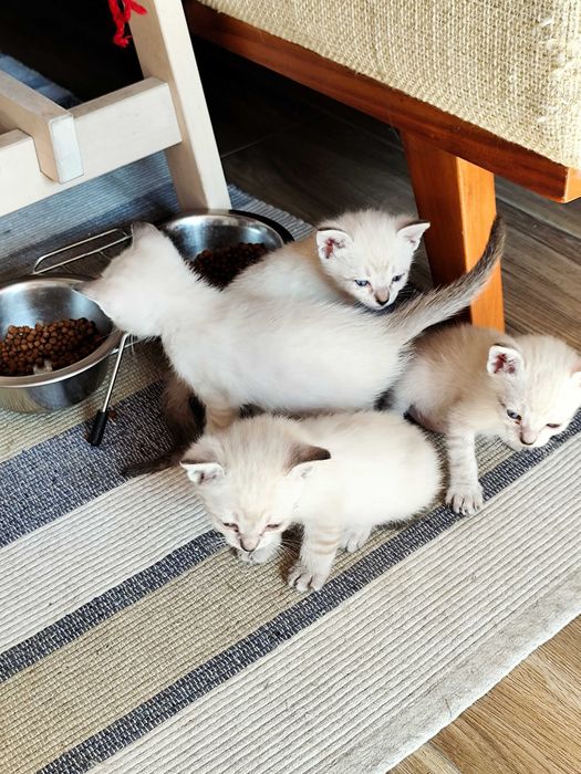 Gatinhos para adoção
