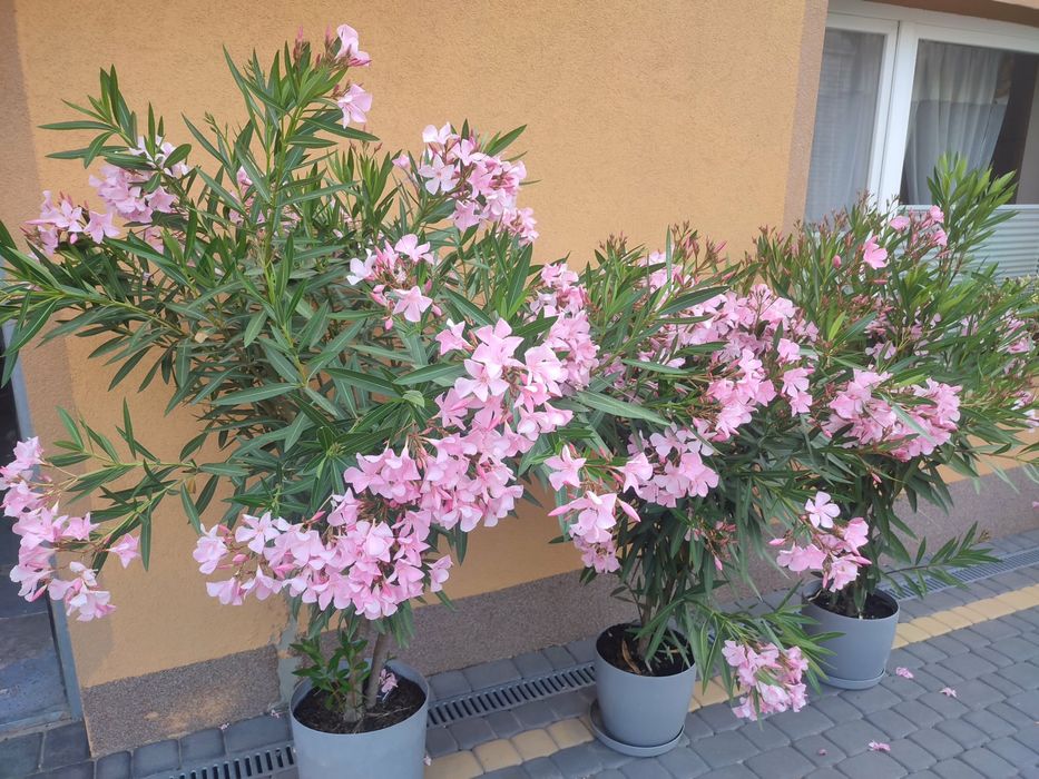 Oleander bialy i różowy