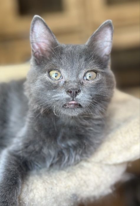 Стройный маленький Дюк, котенок 4 мес