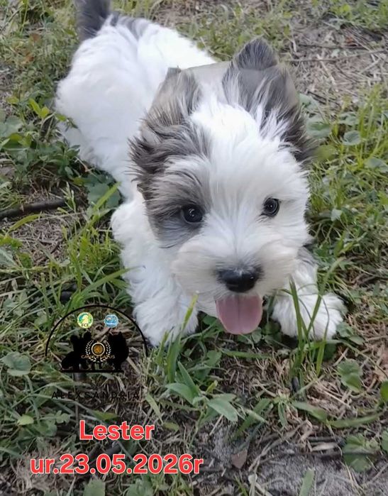 Yorkshire terrier Chłopczyk blueberry Lester