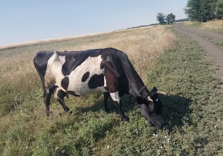 Продам корову! Много молока. Срочно продать корову! Корова